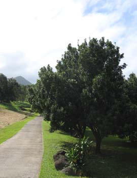 Macadamia integrifolia   - Full view of tree