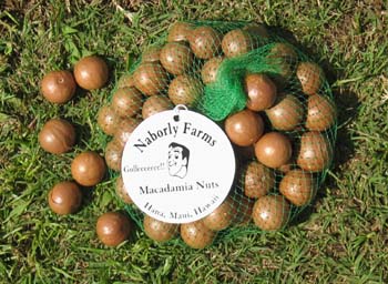 Macadamia integrifolia   - Husked nuts