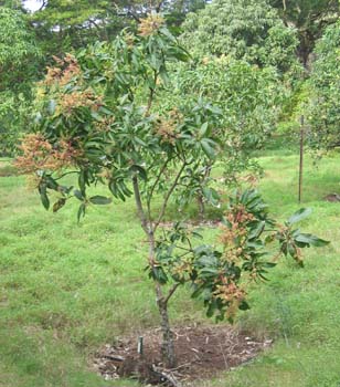 Mangifera indica   - 