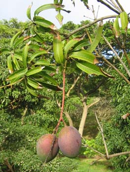 Mangifera indica   - 