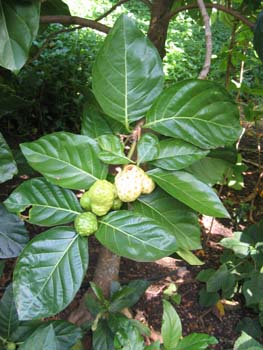 Morinda citrifolia   - 