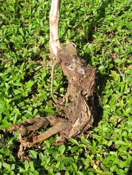 Piper methysticum   - 