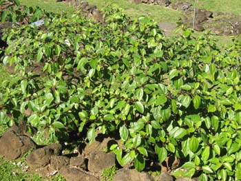 Pipturus kauaiensis   - 