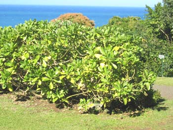 Scaevola taccada   - Plant in Hawaii (Limahuli Garden)