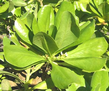 Scaevola taccada   - 
