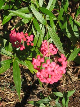 Arachnothryx leucophylla   - Flowering branch