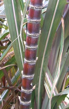 Saccharum officinarum   - 
