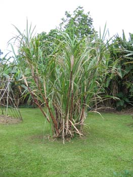 Saccharum officinarum   - 