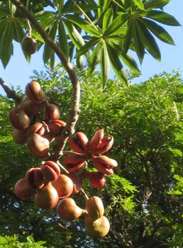 Sterculia foetida   - Ripe fruit splitting to show seeds