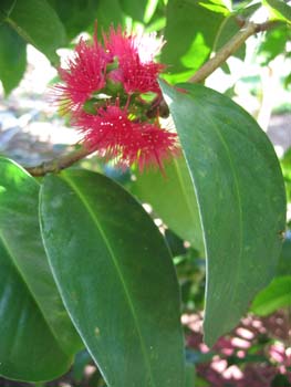 Syzygium malaccense   - Mountain apple, flower detail
