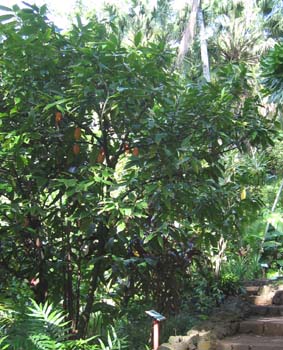 Theobroma cacao   - Habit, tree with fruit