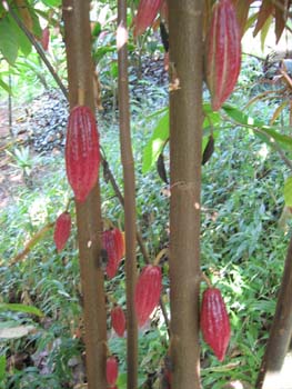 Theobroma cacao   - Immature cocoa-fruit