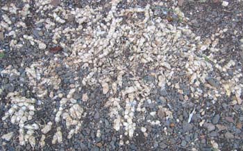Zingiber zerumbet   - Rhizomes, plant dormant