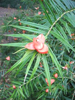 Freycinetia cumingiana   - Flowering stem, bracts just opening