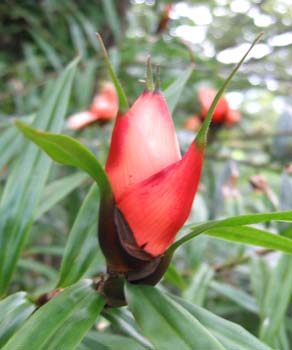 Freycinetia cumingiana   - Flowering stem in bud