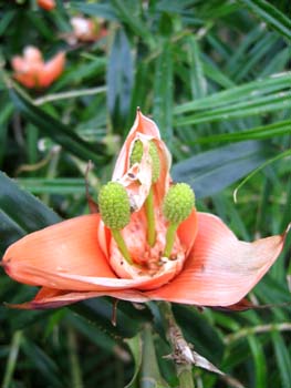 Freycinetia cumingiana   - Open bracts with 3 female inflorescences