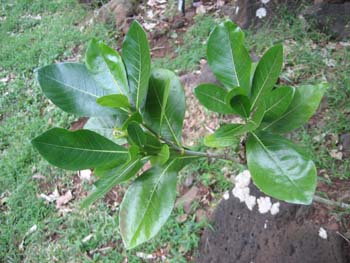 Gardenia taitensis   - 