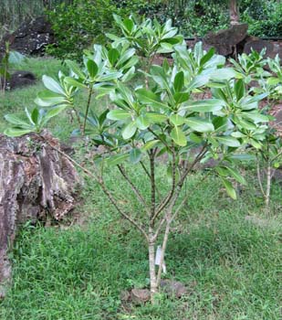 Gardenia taitensis   - 
