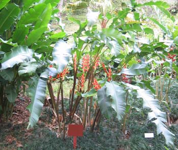 Heliconia wagneriana   - Habit, flowering plant