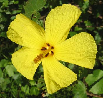 Hibiscus brackenridgei subsp. brackenridgei  - 