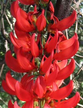 Mucuna novo-guineensis   - 