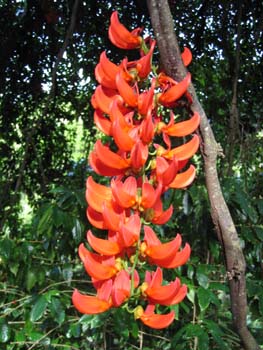 Mucuna novo-guineensis   - 