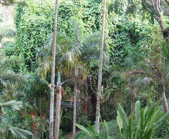 Mucuna novo-guineensis   - 