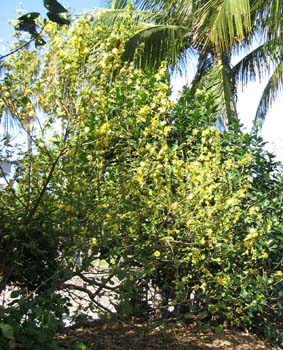 Bakeridesia integerrima   - Habit, flowering plant