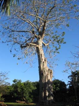 Adansonia digitata   - 