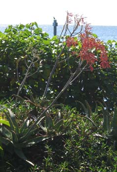 Aloe maculata   - 