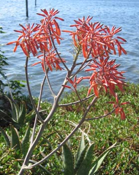 Meet the Plants - National Tropical Botanical Garden Plant Database
