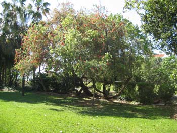 Callistemon viminalis   - 