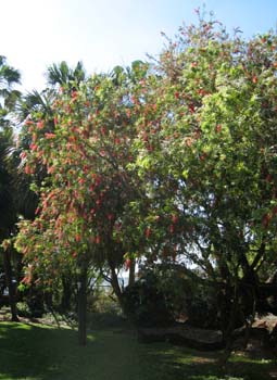 Callistemon viminalis   - 