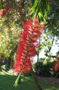 Callistemon viminalis   - 