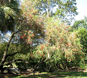 Callistemon viminalis   - 