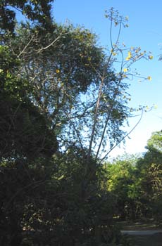 Cochlospermum vitifolium   - Habit, leafless tree in flower