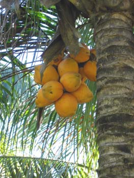 Cocos nucifera   - 