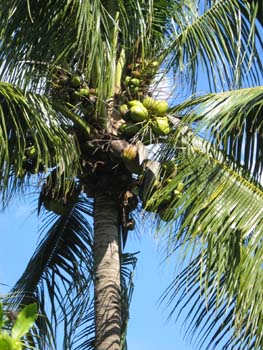 Cocos nucifera   - 