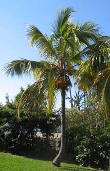 Cocos nucifera   - 
