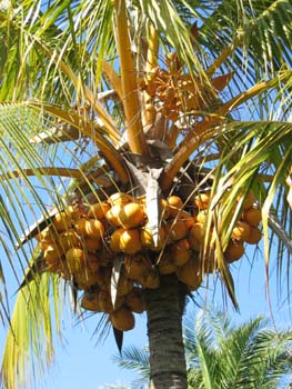 Cocos nucifera   - 