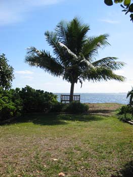 Cocos nucifera   - 