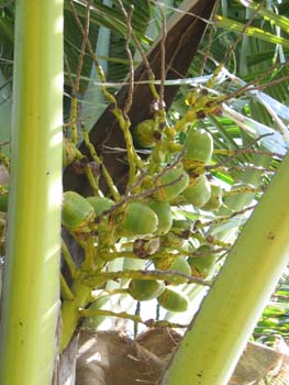 Cocos nucifera   - 