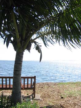 Cocos nucifera   - 