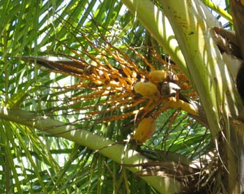 Cocos nucifera  'Spicata' - 
