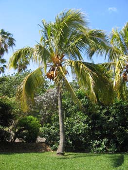 Cocos nucifera  'Spicata' - 