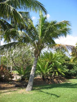 Cocos nucifera   - 