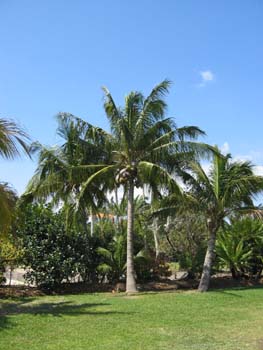 Cocos nucifera   - 