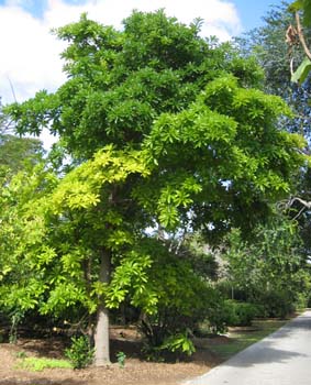 Couroupita guianensis   - 