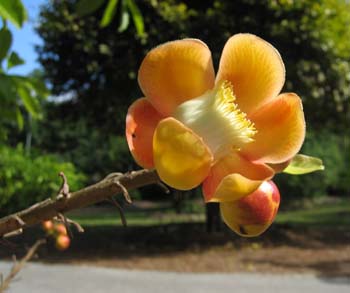 Couroupita guianensis   - 