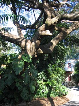 Delonix regia   - Trunk